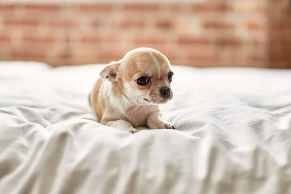 Schöne Kleine Chihuahua Welpen Stehen Auf Dem Bett Neugierig Und — Stockfoto