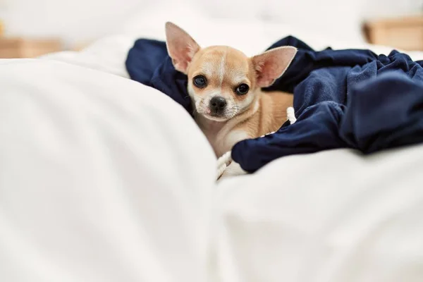 Krásný Malý Pes Chihuahua Ležící Posteli Dekou Odpočinku Spaní Doma — Stock fotografie