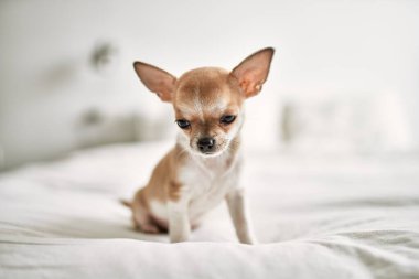 Güzel küçük bir chihuahua köpeği evde meraklı ve mutlu, sağlıklı bir bebek köpek gibi duruyor.