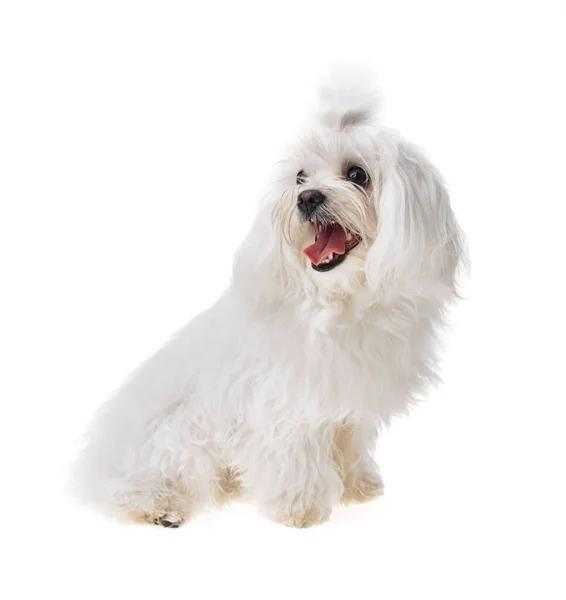 Mooie Schattige Witte Bichon Maltese Hond Geïsoleerde Achtergrond Studio Shoot — Stockfoto