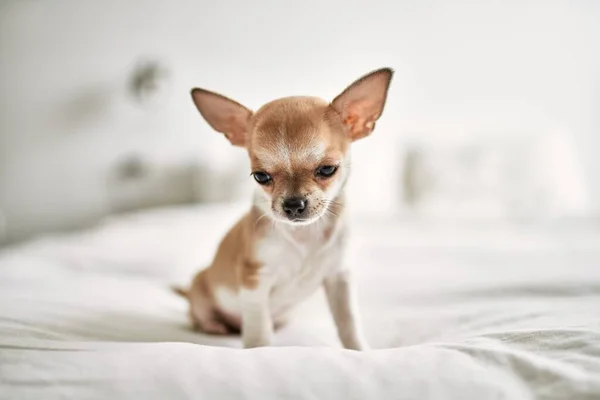 Beau Petit Chihuahua Chiot Debout Sur Lit Curieux Heureux Chien — Photo