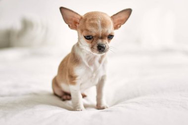 Güzel küçük bir chihuahua köpeği evde meraklı ve mutlu, sağlıklı bir bebek köpek gibi duruyor.