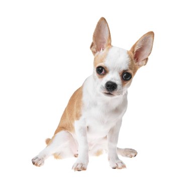 Güzel ve sevimli beyaz ve kahverengi Meksika chihuahua köpeği izole edilmiş arka planda. Saf minyatür chihuahua köpek yavrusunun stüdyo çekimi..