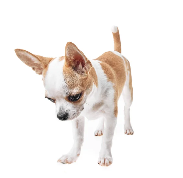 Kaunis Söpö Valkoinen Ruskea Meksikolainen Chihuahua Koira Yli Eristetty Tausta — kuvapankkivalokuva
