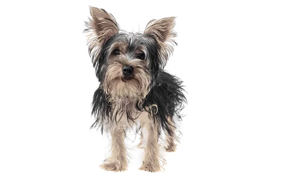 Beautiful Cute Black White Yorkshire Terrier Dog Isolated Background Studio — Stock Photo, Image