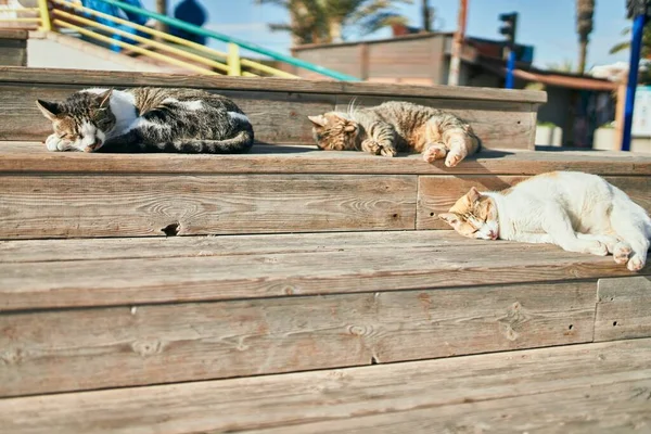 一群流浪猫在阳光灿烂的日子睡在室外 一起晒日光浴 打盹累了 躺在地板上休息 — 图库照片