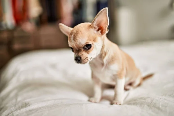 Beautiful Small Chihuahua Puppy Standing Bed Curious Happy Healthy Cute — Stock Photo, Image