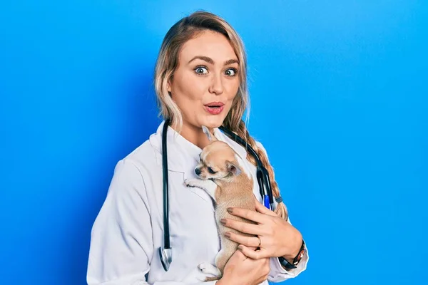 Joven Rubia Veterinaria Con Uniforme Estetoscopio Sosteniendo Chihuhua Pequeño Con —  Fotos de Stock