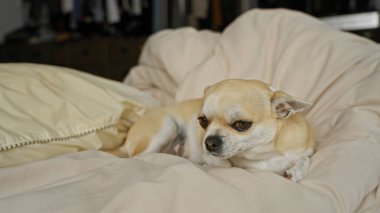 Yumuşak bej battaniye ve yastıklarla çevrili, rahat bir yatakta dinlenen Chihuahua, sakin ve sakin bir iç mekan atmosferi yakalıyor..