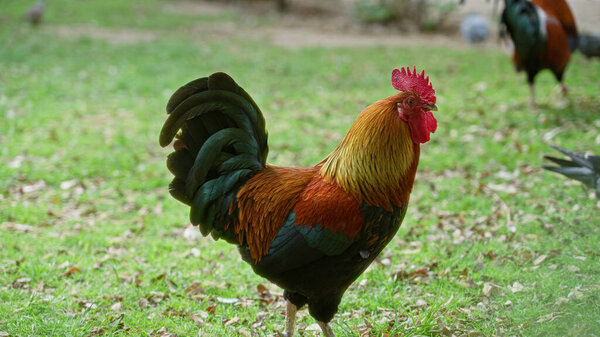 Rooster standing proudly on lush green grass in a sunny outdoor setting, highlighting vivid plumage and country charm.