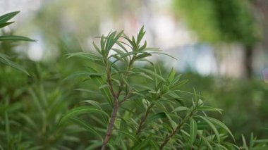 Güneşli Torrevieja İspanya 'da, açık gökyüzü altında yemyeşil yapraklar sergilenen, uzun, dar yapraklı her yer yeşil bir çalı.