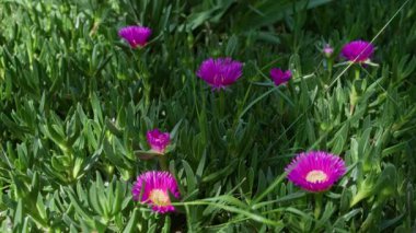 Torrevieja, İspanya 'nın güneşli açık havasında açan canlı carpobrotus yemyeşil yaprakların arasında parlak pembe çiçekler sergiliyor..
