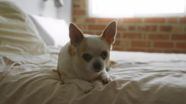 Beyaz ve kahverengi kürklü Chihuahua köpeği, rahat bir yatak odasında, tuğla duvarlar ve yumuşak ışıklandırmayla huzurlu ve rahat bir atmosfer yaratıyor..