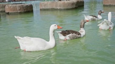 Açık havada güneşli bir gölette zarif bir şekilde yüzen kazlar. Açık mavi gökyüzünün altında doğa ve taş oluşumlarıyla çevrili..
