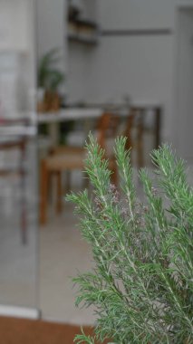 Biberiye bitkisi modern mutfağın iç kısımlarına doğal yeşillik katıyor, dekorasyon ve tazelik katıyor..