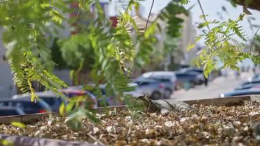 Güneşli yaprakların üzerinde dinlenen kedi park halindeki arabaların yakınındaki yeşil dalların altında huzur ve sıcaklık tasvir eden bir konut ortamında..