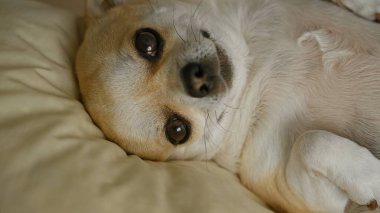 Chihuahua köpeği rahat bir şekilde yatağında dinleniyor sıcak ve rahat bir ev ortamında rahatlıyor..