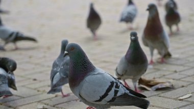 Güvercinler güneşli bir kaldırımda toplanır, yürüdüklerinde gölgeler bırakır ve uzak ağaçlar ve yapraklar arasında etkileşime girerler..