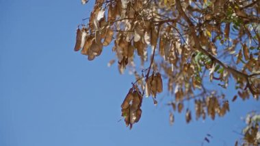 Torrevieja, İspanya 'da, açık mavi gökyüzüne karşı ağaç dallarında asılı duran kuru tohum kapsülleri, güneşli açık hava ortamını ve bölgenin doğal güzelliğini vurguluyor..