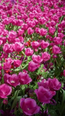 Güneşli bir Hollanda bahçesinde açan canlı pembe laleler bereketli açık hava manzaralarının güzelliğini gözler önüne seriyor. Renkli flora ve parlak güneş ışığıyla dolu.