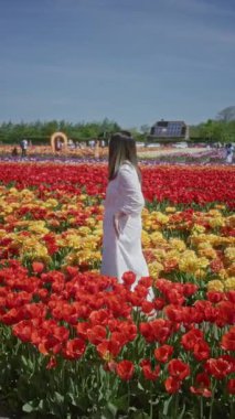 Hollanda, Lisse 'de canlı lale tarlasında dikilen beyaz elbiseli kadın güneşli bir günde renkli çiçeklerle çevrili, sakin bahar güzelliği ve çiçek bolluğu sergiliyor..