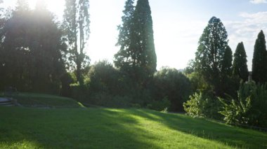 Yumuşak bokeh ile günışığıyla çözünmüş park sahnesi çimenli yamaç ve uzun ağaçlar, odak yeşilliği dışında; arka plan arka plan telif alanı sakinliği.