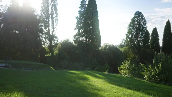 Yumuşak bokeh ile günışığıyla çözünmüş park sahnesi çimenli yamaç ve uzun ağaçlar, odak yeşilliği dışında; arka plan arka plan telif alanı sakinliği.