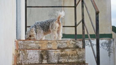 Yorkshire 'lı köpek teras basamaklarını tırmalayarak demir korkuluklu ve kırsal dokusu olan bir binaya doğru yürüyor..