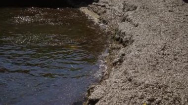 Akdeniz sahili kıyıda güneşli bir gökyüzünün altında açık deniz boyunca ışıldayan suyla deniz yosunu yıkandığını gösteriyor..