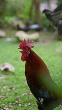Parlak güneşin altında yemyeşil bir bahçede gürleyen horoz açık bir günde bulanık bitki ve taşların arka planıyla.