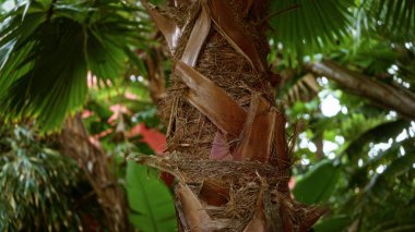 Açık havada bir palmiye ağacının gövdesine yakın, İspanya 'da tropikal yapraklar, doğal dokular ve yemyeşil alanlar sergileniyor..