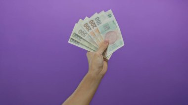 İzole edilmiş mor bir arka plan üzerine kurulmuş beyaz bir adamın Czech Koruna banknotlarını tutan eli.