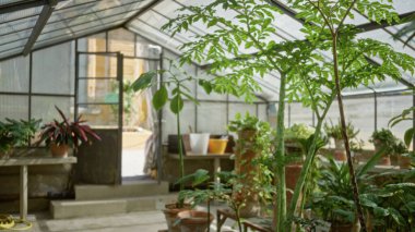 Sunlit sera içi saksı bitkileri ve yapraklarla dolu, yumuşak sığ bokeh ve çözünmüş cam yapı bahçesi; arka plan kopyalanmış kopyalanma alanı şablonu.