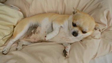 Chihuahua rahat bir yatakta dinleniyor. Huzurlu bir ev ortamının özünü yakalıyor. Küçük köpek rahatça uzanıyor..