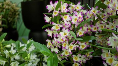 Hollanda 'da açık havada renkli dendrobiyum orkideleri, göz kamaştırıcı pembe ve beyaz taç yapraklarını sergileyerek canlı bir şekilde çiçek açar..