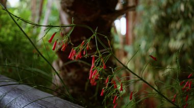 İspanya 'nın bulanık arka planına karşı kırmızı borulu çiçeklerle canlı russelia eşsetiforis manzarası verimli doğal güzellik ve dingin atmosfer sağlar.
