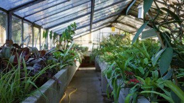 Saksı bitkileriyle cam sera koridoru ve sığ çözünmüş arka plan bahçesi; arka plan şablonu sükunet üzerine.