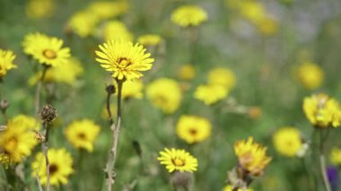 Güneşli bir torrevieja tarlasında açan parlak sarı krep çiçekleri açık havada İspanyol doğasının güzelliğini gösteriyor..
