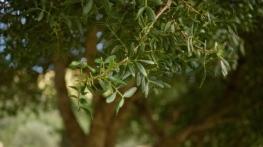 Dar, sivri yapraklı yeşil dallar açık havada, Mallorca İspanya 'da yumuşak güneş ışığıyla çekilmiş canlı doğal bir manzara sergiliyor.