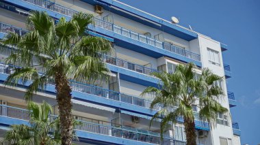 Tropikal palmiye ağaçları, Torrevieja, İspanya 'da açık güneşli bir gökyüzünün altında, modern mavi-beyaz bir apartmanın önünde duruyor.