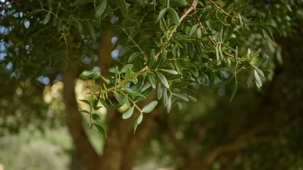 Dar, sivri yapraklı yeşil dallar açık havada, Mallorca İspanya 'da yumuşak güneş ışığıyla çekilmiş canlı doğal bir manzara sergiliyor.