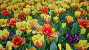 Çiçek açmış renkli laleler Hollanda bahçesinde turuncu, sarı ve kırmızı çiçeklerden oluşan canlı bir halı yaratarak doğanın güzelliğini gözler önüne seriyor..