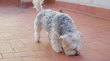 Yorkshire Teriyeri, gün ışığında güneşli tuğladan bir terası keşfediyor, şirin köpeği şehir ortamında sergiliyor..