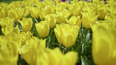 Işıl ışıl sarı laleler, güneşli bir bahçede çiçek açar. Hollanda 'da yemyeşil ve açık hava çiçekleri sergilenir. İlkbaharda..