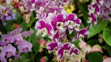 Canlı mor yapraklı ve yeşil yapraklı canlı falaenopsis orkideleri açık havada yemyeşil Hollanda 'da doğal güzellik ve çeşitlilik sergiliyor..