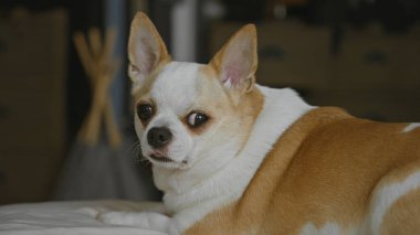 Sıcak ışık ve ev ortamında beyaz ve kahverengi kürkünü sergileyen sıcak yatak odasında dinlenen Chihuahua köpeği..