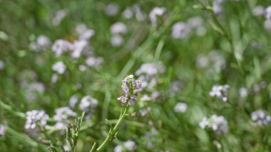 Torrevieja, İspanya 'da güneşli bir tarlada açan narin kır çiçekleri. Yumuşak odaklı yeşil arka plan açık hava çiçeklerinin doğal güzelliğini vurguluyor..