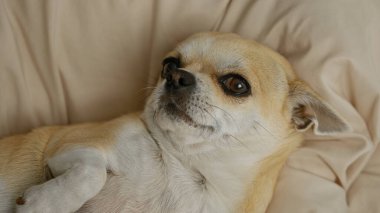 Chihuahua rahat bir şekilde yatağın içinde rahatça dinleniyor, sevimli yüz ifadesini ve rahat bir ev ortamındaki küçük boyutunu gösteriyor..