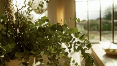 Konforlu bir Mallorca evinde okaliptüs bitkisi. Güneş ışığı geniş bir pencereden içeri akıyor. Akdeniz cazibesi ve doğal güzellikle iç mekanı aydınlatıyor..