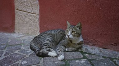 Kırmızı bir binanın yanındaki kaldırım taşı sokakta uzanan tekir kedi, beyaz pençeler taşların üzerinde gevşemiş, baş döndü ve görünmeyen bir sokağa doğru bakıyor;.